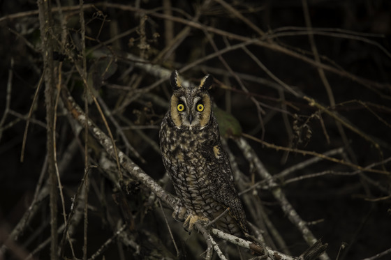 Startled Long Eared Owl