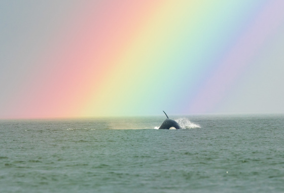 Orca Under a Rainbow