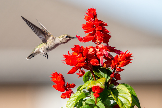 Hungry Hummer 
