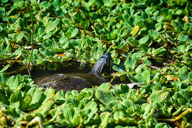 turtle sawgrass lake park, florida, usa Sawgrass Lake Park, 25th Street North, St. Petersburg, Florida, USA