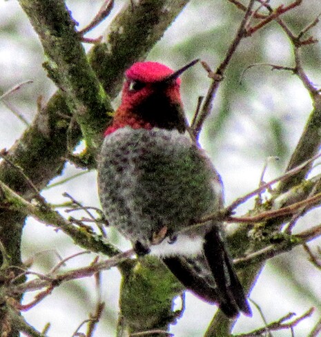 Anna's Hummingbird Maple Ridge, BC