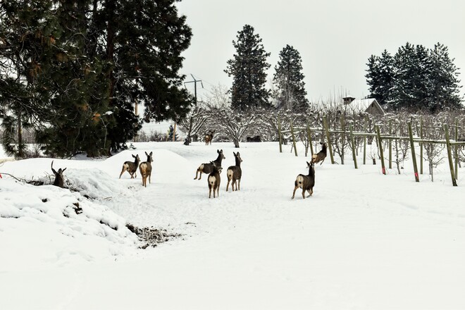 deers in the orchard Kelowna, BC