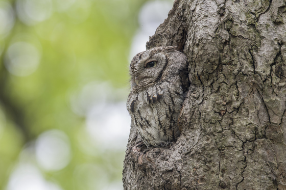The master of camouflage.Eastern screech owl.