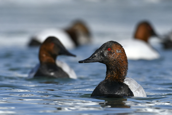 Canvasback drake duck up close.