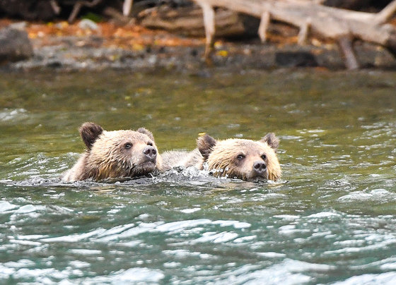 Swimming Cubs
