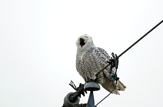 Yawning Snowy Owl