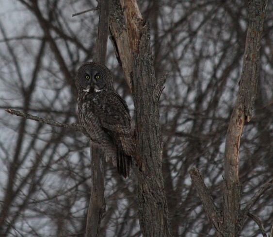 Great Grey Owl Ottawa, ON