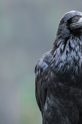 Raven Half