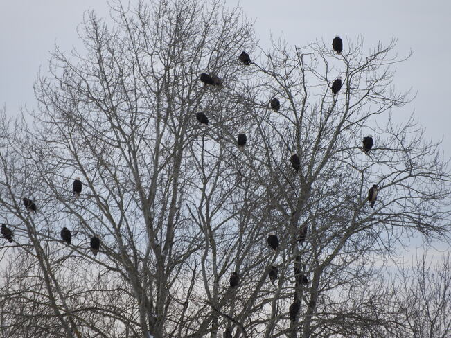 Tree full of eagles Ladner, Delta, BC