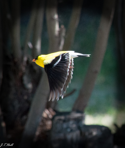 Golden Finch on the Wing