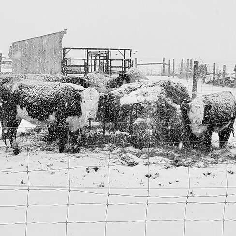 Snowy Cows Springfield, ON