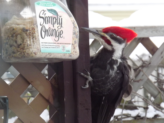 WOODPECKER attacks BIRD SEED CONTAINER Thunder Bay, ON