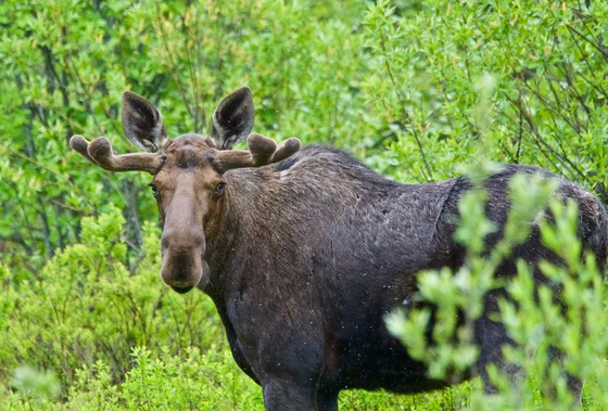 May Moose