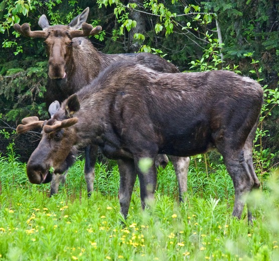 May Moose II