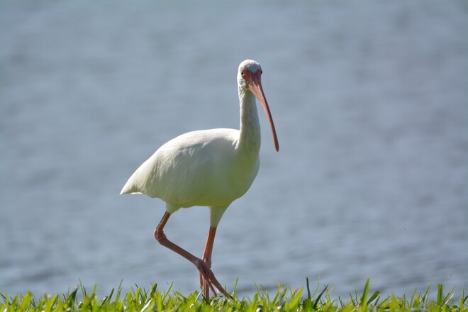 american ibis st,petersburg, florida, usa Waterside South at Coquina Key, Cobia Drive Southeast, St. Petersburg, FL, USA