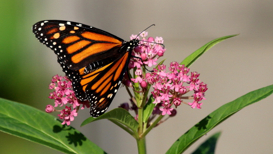Monarch Butterfly & Milkweed