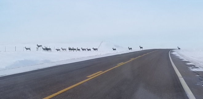 Mule deer crossing on highway 6 north of minton sask Minton, Saskatchewan