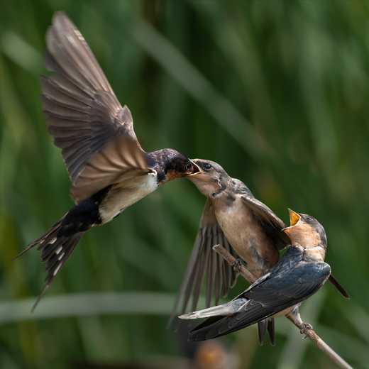 Barn Swallow Feeds Fledglings