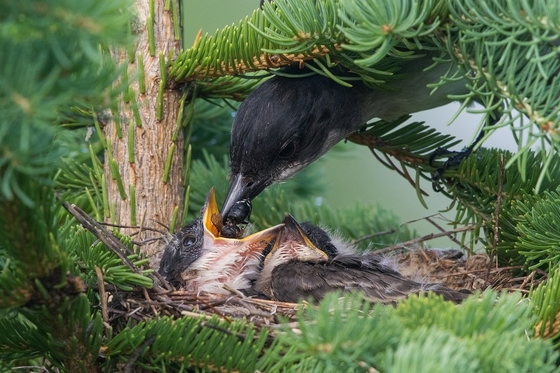 Eastern Kingbird Intimate Nest View