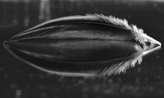 Feathery reflection 
