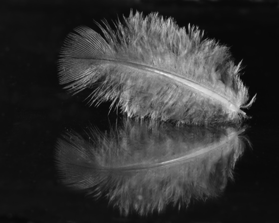 Feathery reflection 