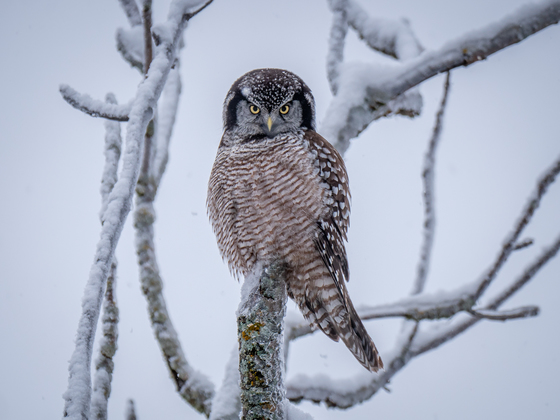 Northern Hawk Owl on the hunt