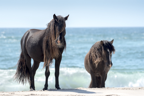 Wild Stallions and the Surf