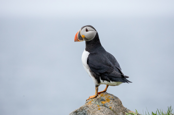Puffin on the Rock