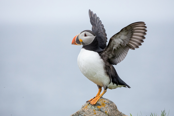 Puffin on the Rock