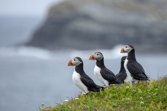 Puffins on the cliffs edge