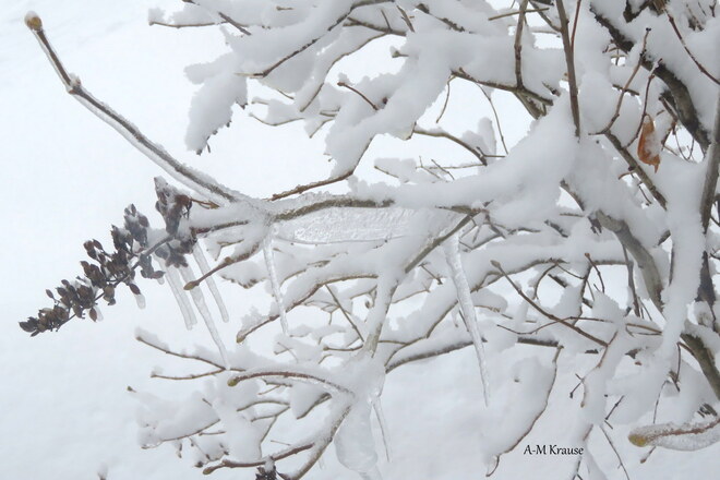 Glace avec de la neige sur les branches Saint-Pierre-de-la-Rivière-du-Sud, QC