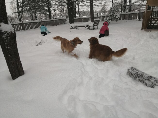 bataille de neige version canin Cowansville, QC