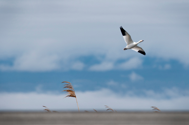 Snow Geese Migration Autoroute Jean-Lesage, Villeroy, QC G0S 3K0, Canada