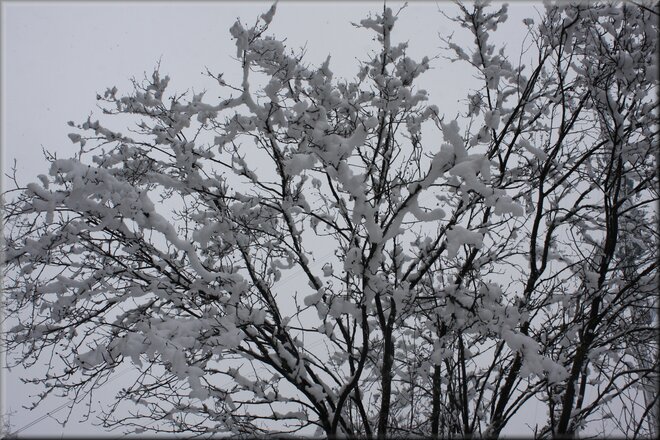 Cotton tree of snow tree... Timmins, ON