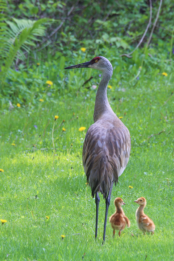 Sandhill Crane with her 2 colts