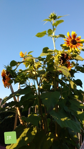 Save The Bees by Planting Sunflowers Fraser Valley, BC