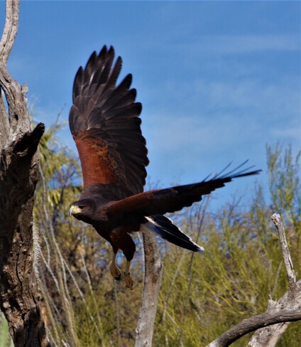 Wild Wings Tucson, AZ, USA
