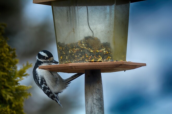 Downy woodpecker Georgetown, ontario, canada Georgetown, Halton Hills, Ontario, Canada