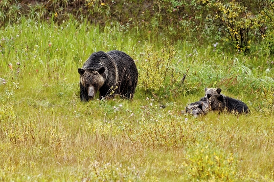 Mom Grizzly with Three Cubs
