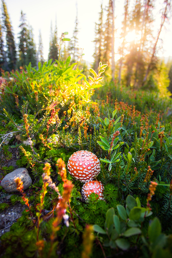 Mushroom in the Mountains 