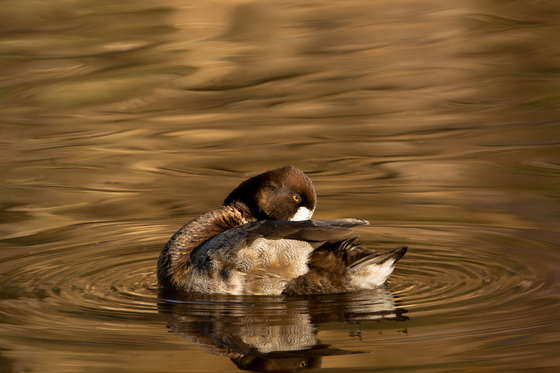 Lesser Scaup reflection
