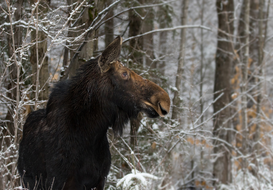 Woodland Moose