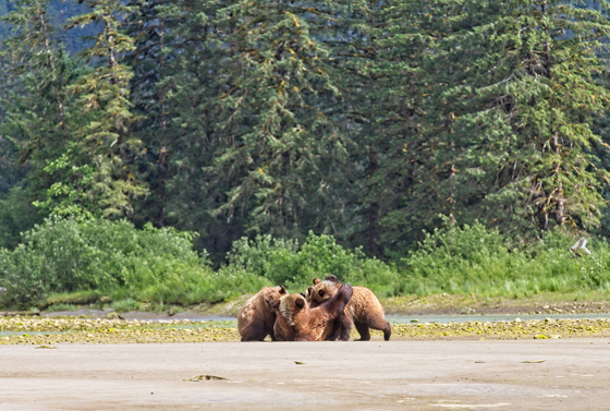 Mama Grizzly feeding her triplets