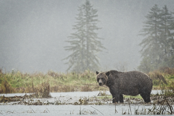 Mama Grizzly scavenging for salmon in estuary
