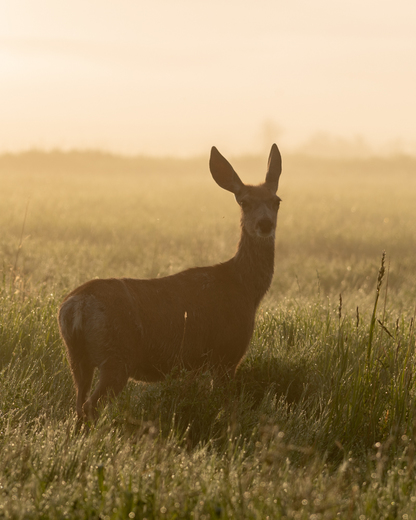 Mule Deer in the Morning Mist