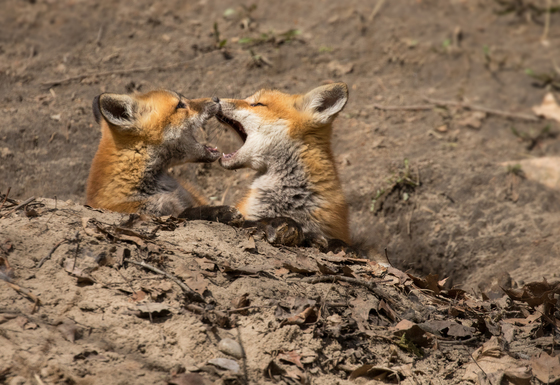 young foxes
