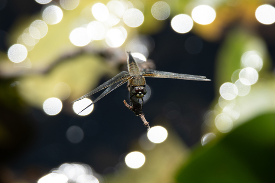 A dragonfly on a fairy lake