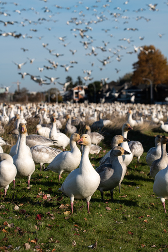 A snow goose invasion