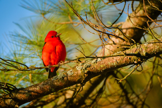 Sunset Scarlet Tanager
