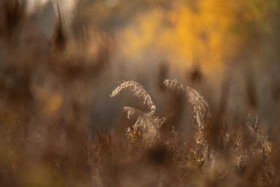 Reed Grass and Autumn Colors